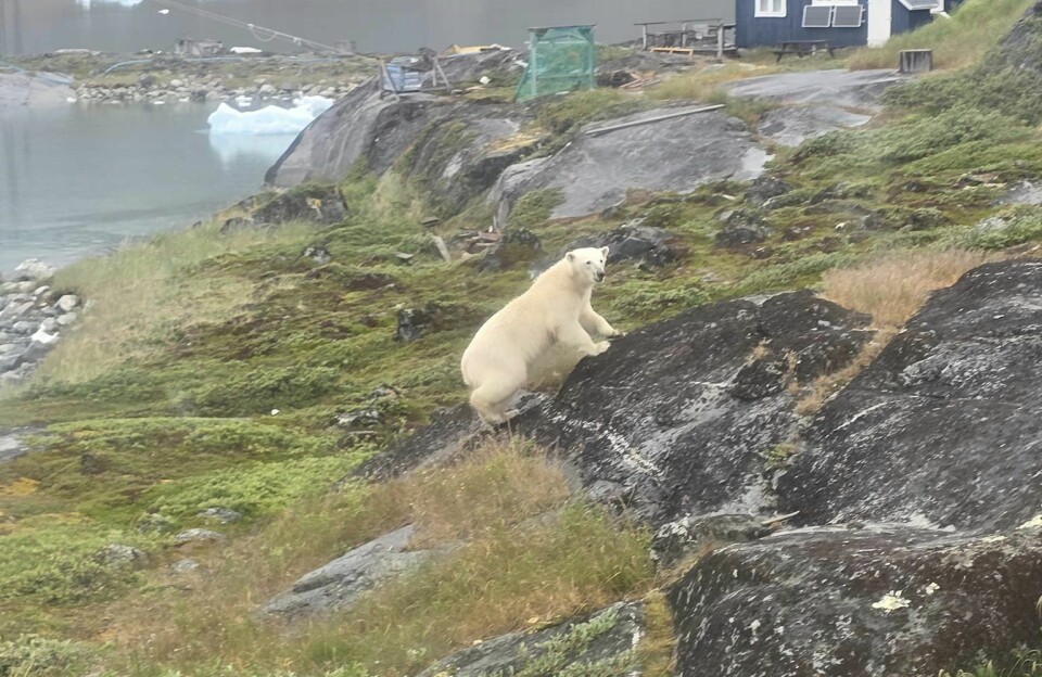 Se video: Qoornoq fik besøg af en isbjørn