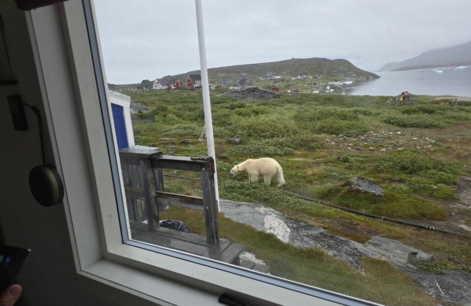 Storisen fører isbjørne til Sydgrønland