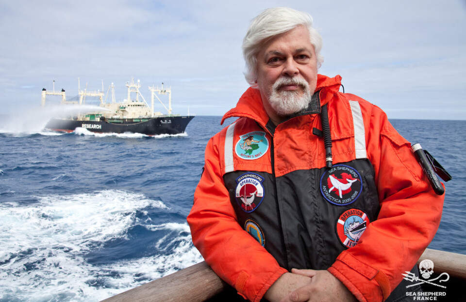 Paul Watson-sagen:
Frygter japansk fængsel