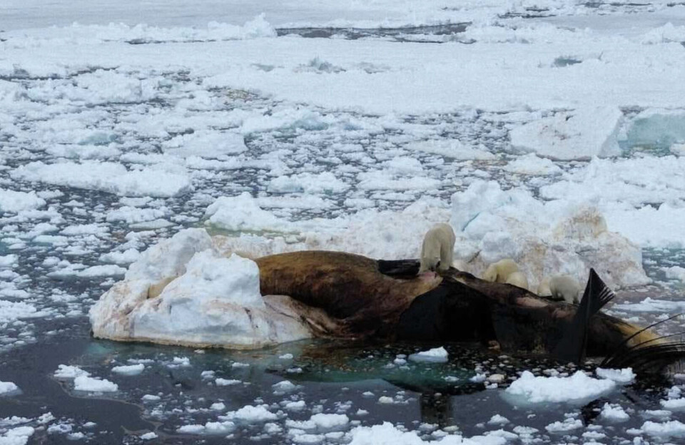 Mere sultne og desperate