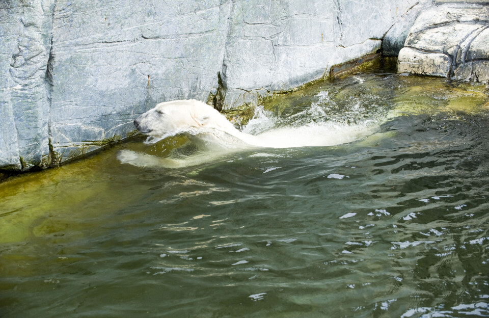 Trænes i isbjørneangreb