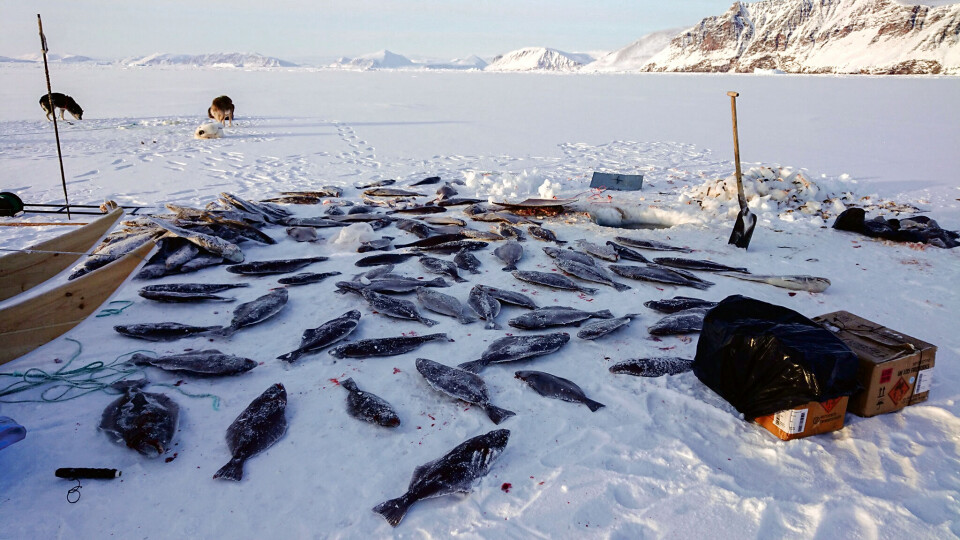 Naleraq vil have fjernet hellefisk afgift nu