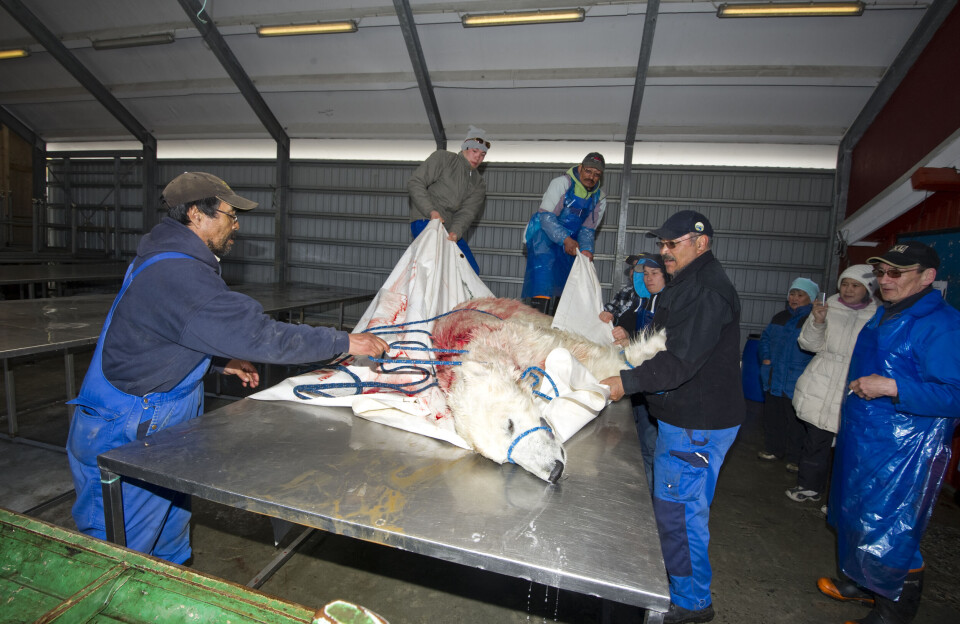 Kongen af Arktis:
Har den dræbt nogen her?