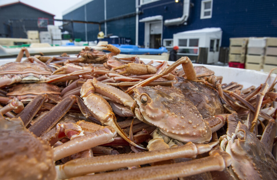 Polar Seafood har tabt 200 mio.– men holder fast i norske snekrabber