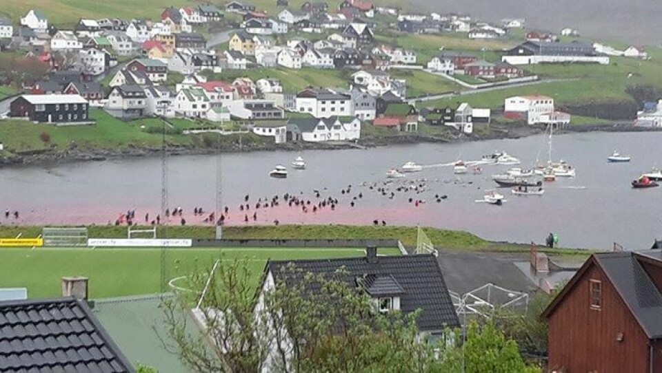 Grindefangst, Vágar, Færøerne