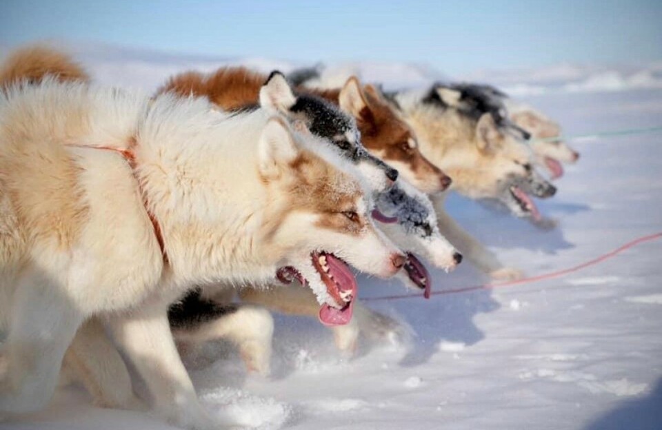 Nanorriutit - slædehunde til isbjørnejagt truet