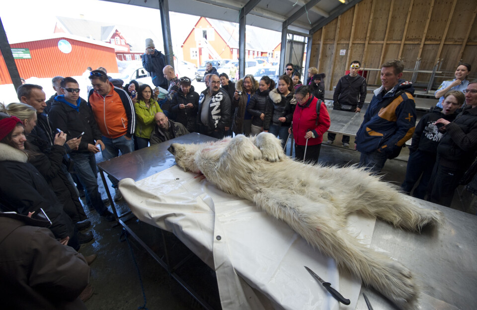 Når isbjørne angriber