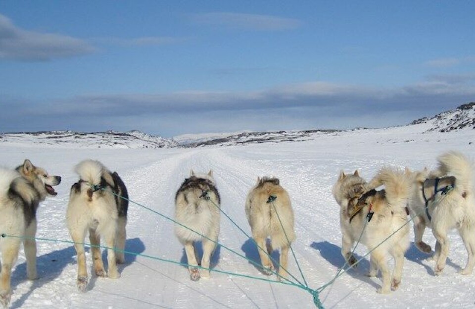 Døde hunde i Ilulissat: Ingen tegn på infektion eller smitsom sygdom