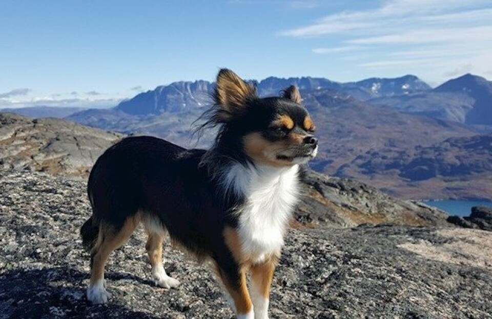 Mistanke om smitsom sygdom hos hunde i Nuuk
