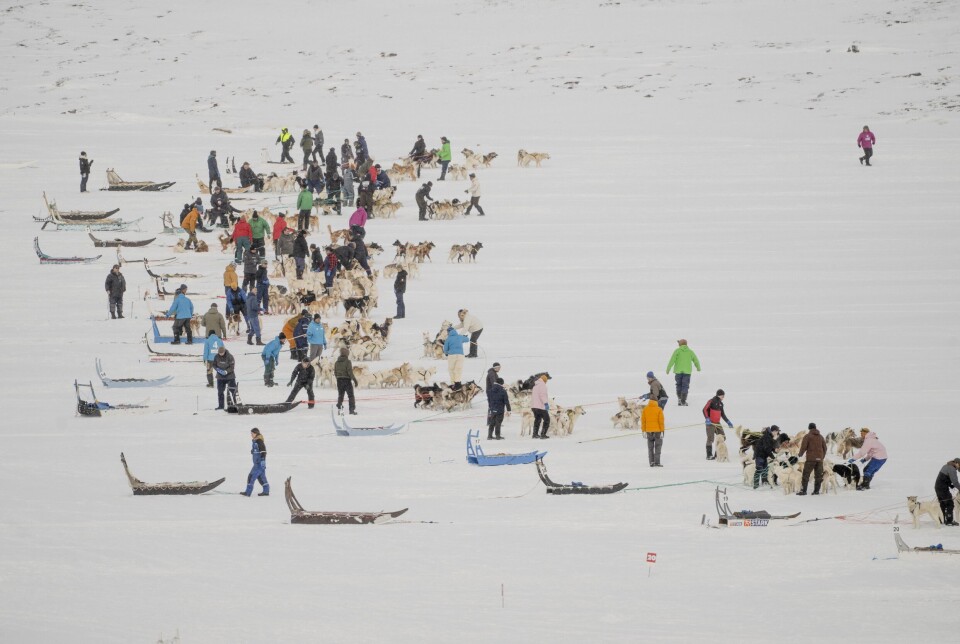 Minutter før løbsstart gør kuskene og deres hjælpere hundene klar.