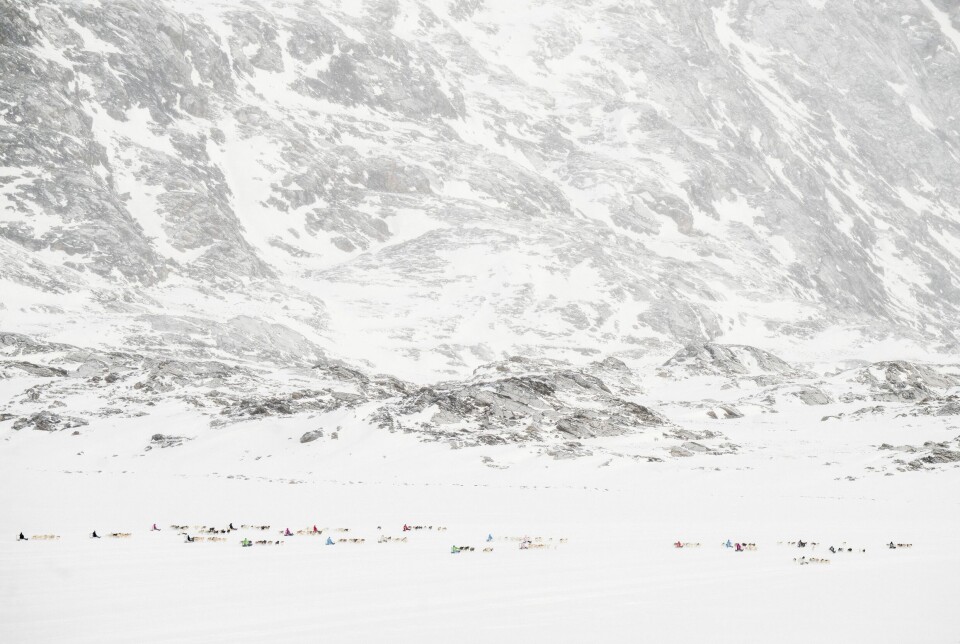 Som små prikker i det store snelandskab bevæger kuskene og deres hunde sig i hastig fart afsted ud på den 40 kilometer lange rute.