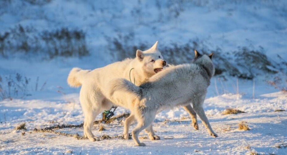 Den grønlandske slædehund er styret af instinkter, der kan tage overhånd, når deres grænser bliver overskredet. For nylig mistede en seksårig dreng livet.