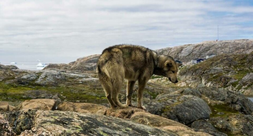 Mistanke om hundesyge i Kulusuk