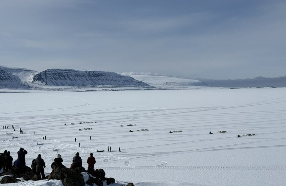 Årets sidste hundeslædevæddeløb