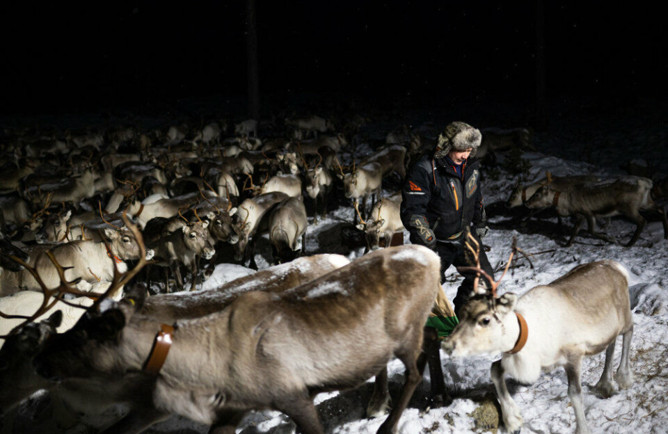 Militære øvelser jager samiske rensdyr væk fra deres naturlige områder