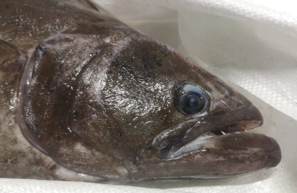 Der kan fiskes flere hellefisk i Østgrønland og flere torsk i Vestgrønland