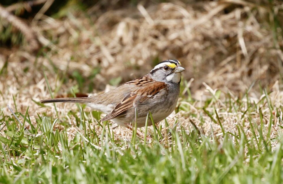 Spurv langt væk hjemmefra