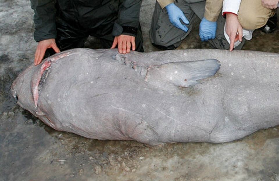 Studie: Unge grønlandshajer vokser op tæt på Danmark