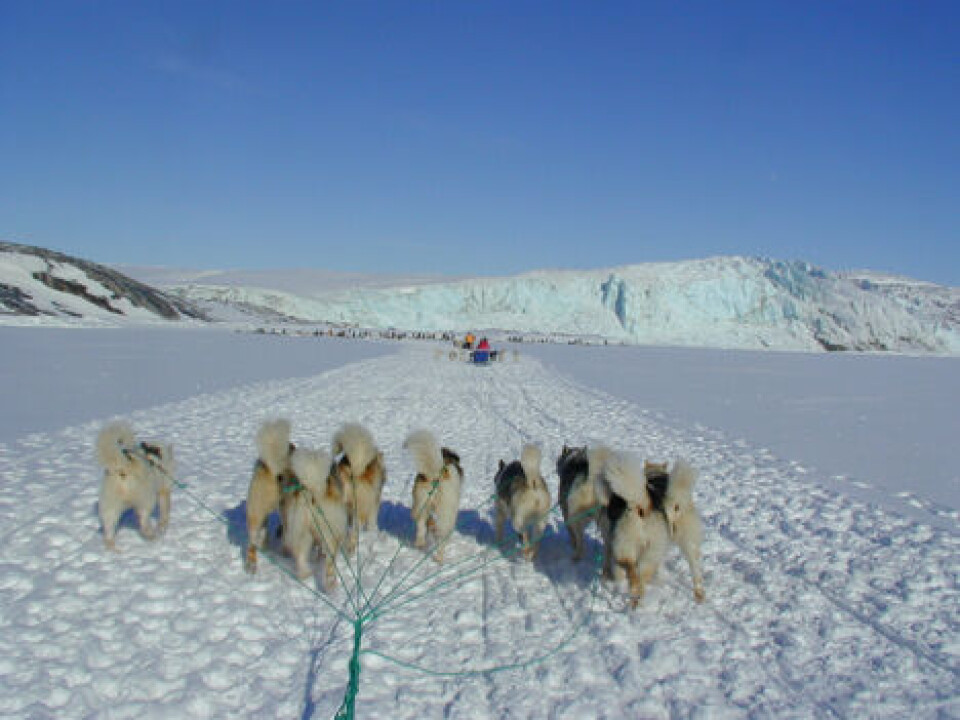 Siumuts Karl-Kristian Kruse foreslår, at hellefisk, der er fanget med hundeslæde i Ilulissat isfjord, ikke længere bliver fratrukket i den samlede kvote for Diskobugten