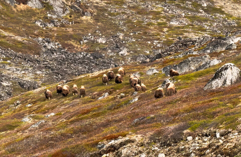 1 år efter flytning: Moskusokser ved Paamiut trives