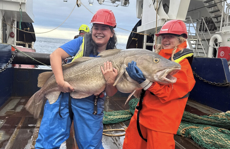 33 kilo torsk fanget