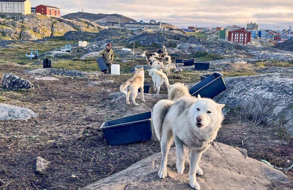 Sirius trænger til nyt blod