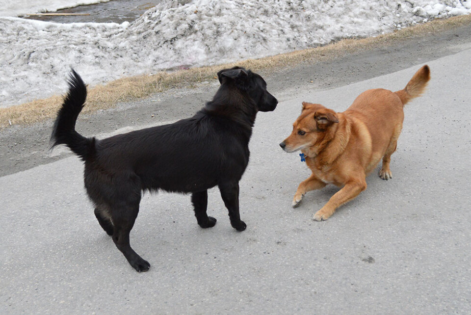 Klinik skal holde opsyn med ny dyrekirkegård og hundepark