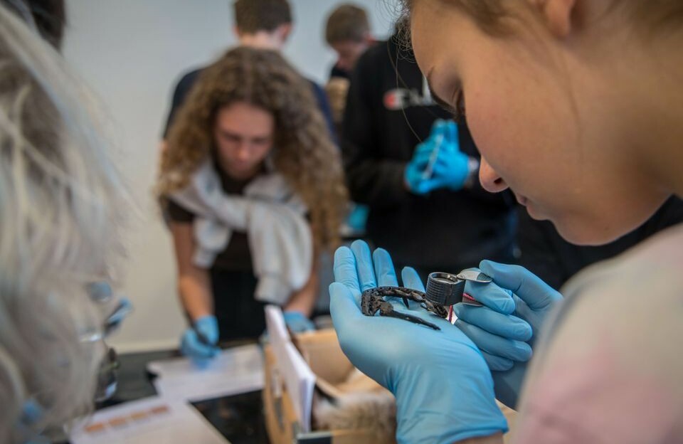 Unge i Nuuk skal analysere historiske skind