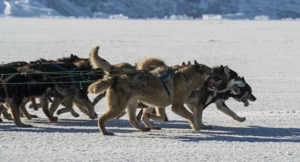 Slædehundekørsel. En elsket og dyrket kulturel sportsgren i Grønland.