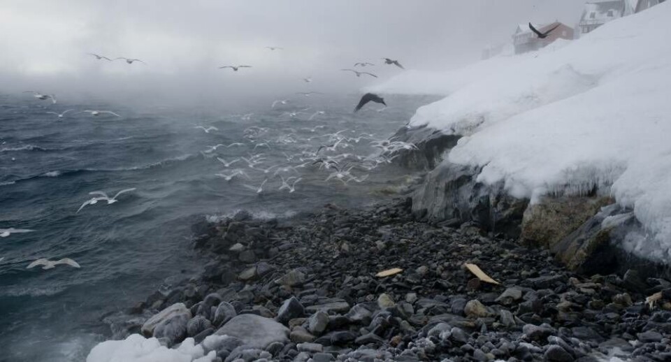 Når vejret går vinter-amok: Orkanernes tid