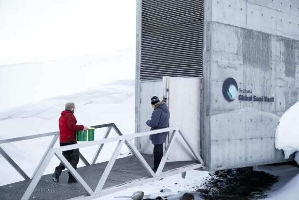 Med frøkasser til møde i den frosne bank på Svalbard