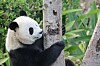 To pandaer er søndag sendt mod USA fra Chengdu i Kina, hvor denne panda bor. Kina benytter de sorthvide bjørne til at styrke landets relationer til udlandet.