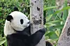 To pandaer er søndag sendt mod USA fra Chengdu i Kina, hvor denne panda bor. Kina benytter de sorthvide bjørne til at styrke landets relationer til udlandet.