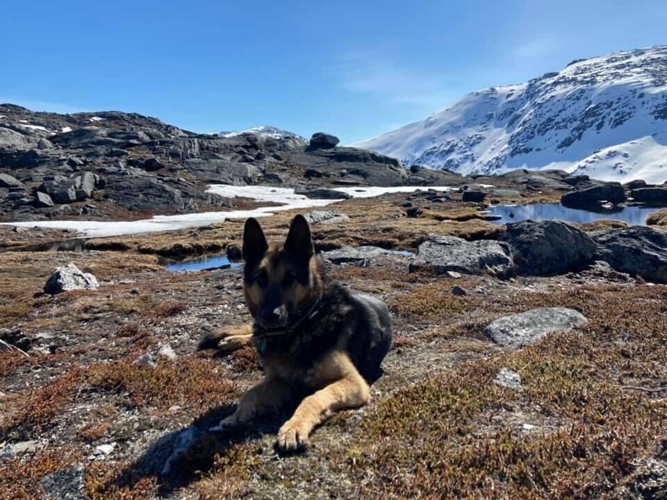 Grønlands Politis politihund Theo.