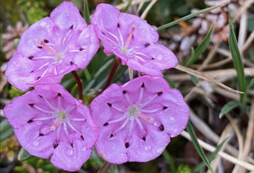 Den blågrå kalmia er en lille busk med lyserøde blomster og smalle blade. Planten er smuk, men meget – måske dødeligt – giftig, da dens blade og nektar er fyldt med giftige harpikser kaldet gråanotoksiner, skriver Naturinstituttet.