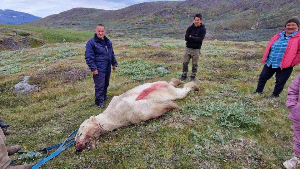 Isbjørnen blev aflivet torsdag aften. Departementet for fangst er orienteret om sagen, og har igangsat en undersøgelse for at finde ud af omstændighederne. PrivatfotoIsbjørnen gik blot forbi heste ved Mouritz Karlsens fåreholdersted. Samme aften blev isbjørnen aflivet ved Qassiarsuk. PrivatfotoIsbjørnen blev aflivet torsdag aften. Departementet for fangst er orienteret om sagen, og har igangsat en undersøgelse for at finde ud af omstændighederne. PrivatfotoIsbjørnen gik blot forbi heste ved Mouritz Karlsens fåreholdersted. Samme aften blev isbjørnen aflivet ved Qassiarsuk. PrivatfotoIsbjørnen blev aflivet torsdag aften. Departementet for fangst er orienteret om sagen, og har igangsat en undersøgelse for at finde ud af omstændighederne. PrivatfotoIsbjørnen gik blot forbi heste ved Mouritz Karlsens fåreholdersted. Samme aften blev isbjørnen aflivet ved Qassiarsuk. Privatfoto
