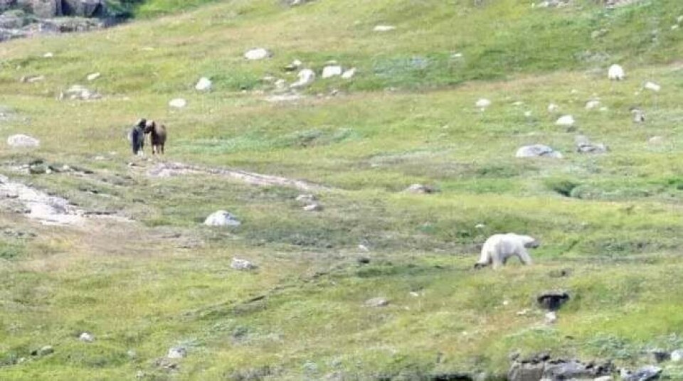 Isbjørnen gik blot forbi heste ved Mouritz Karlsens fåreholdersted. Samme aften blev isbjørnen aflivet ved Qassiarsuk.