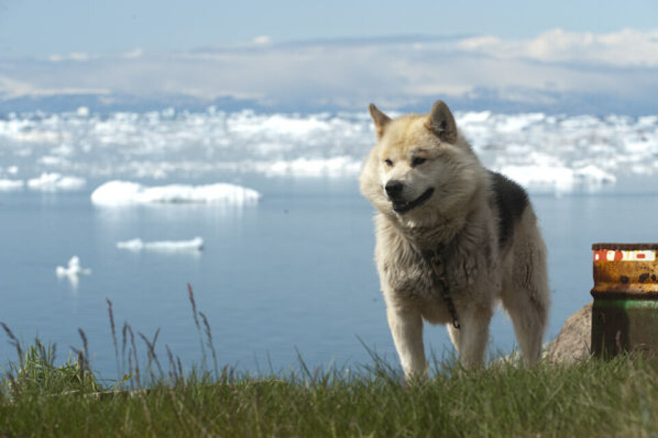 Aflivning af en hund var nødvendig, men det var en fejl, beklager Qeqqata Kommunia. Foto: Sermitsiaq