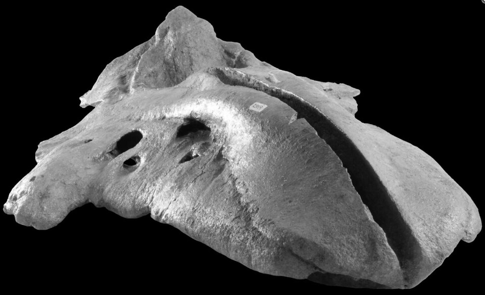 'Bohaskaia monodontoides' niaquata saarnga ukiuni 40'ni katersugaasivimmi pujoralaat akornanniittoq ilisimatusartunit kiisami misissorneqalerami paasineqarpoq arfermit maannamut ilisimaneqanngitsumeersoq. Assi: Jorge Velez-Juarbe