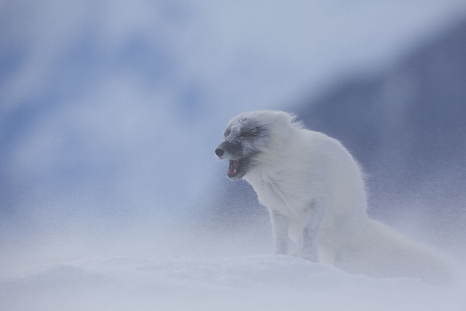 Naturfotograf s billeder er brugt til illustration af rapporten. Her er det billedet af den arktiske ræv, som er på rapportens forside Carsten Egevang