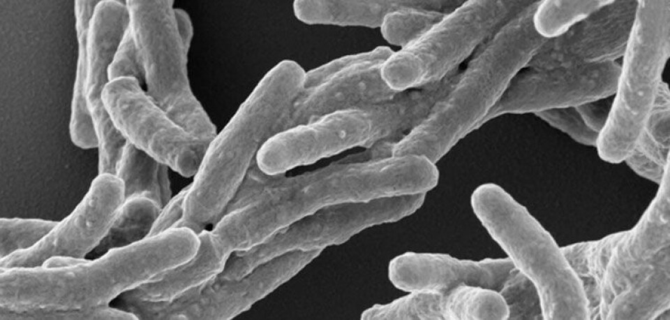 Forskere finder første vaccine i 100 år mod tuberkulose