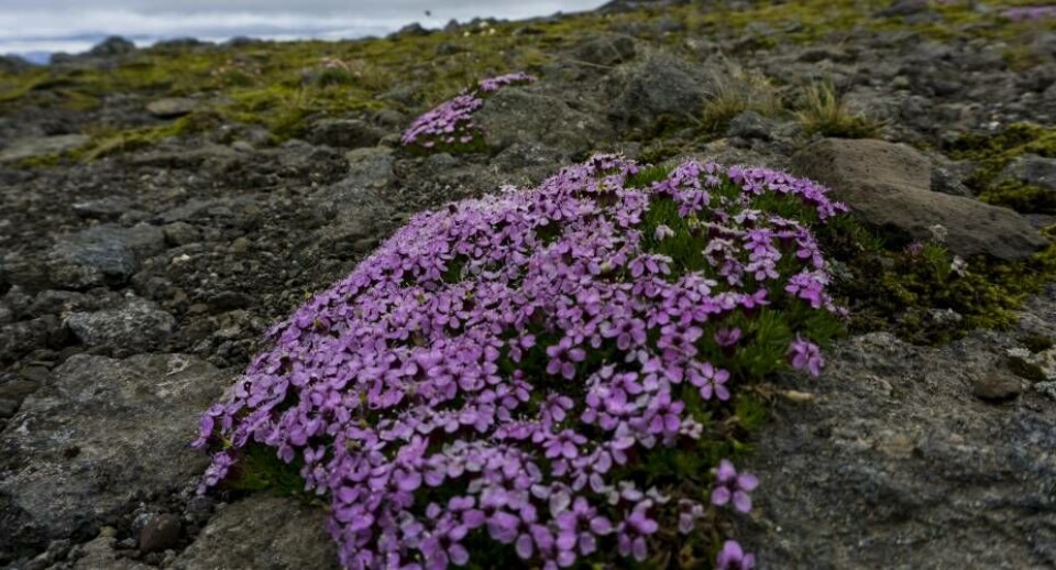 Den sårbare islandske natur skal beskyttes bedre
