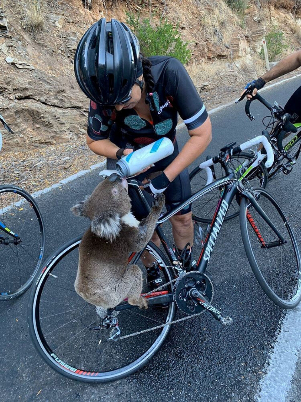 Tørstig koala stopper cyklister for vand i hederamte Australien