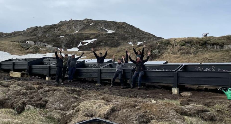 Det er unge tilknyttet erhvervsindsatsen Siu-Tsiu, der har plantet afgrøderne og som passer Tasiilaqs Have.