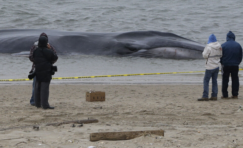 Den strandede finhval ved New York er nu død, rapporterer New York Times. Foto: Polfoto/AP Photo/Kathy Willens