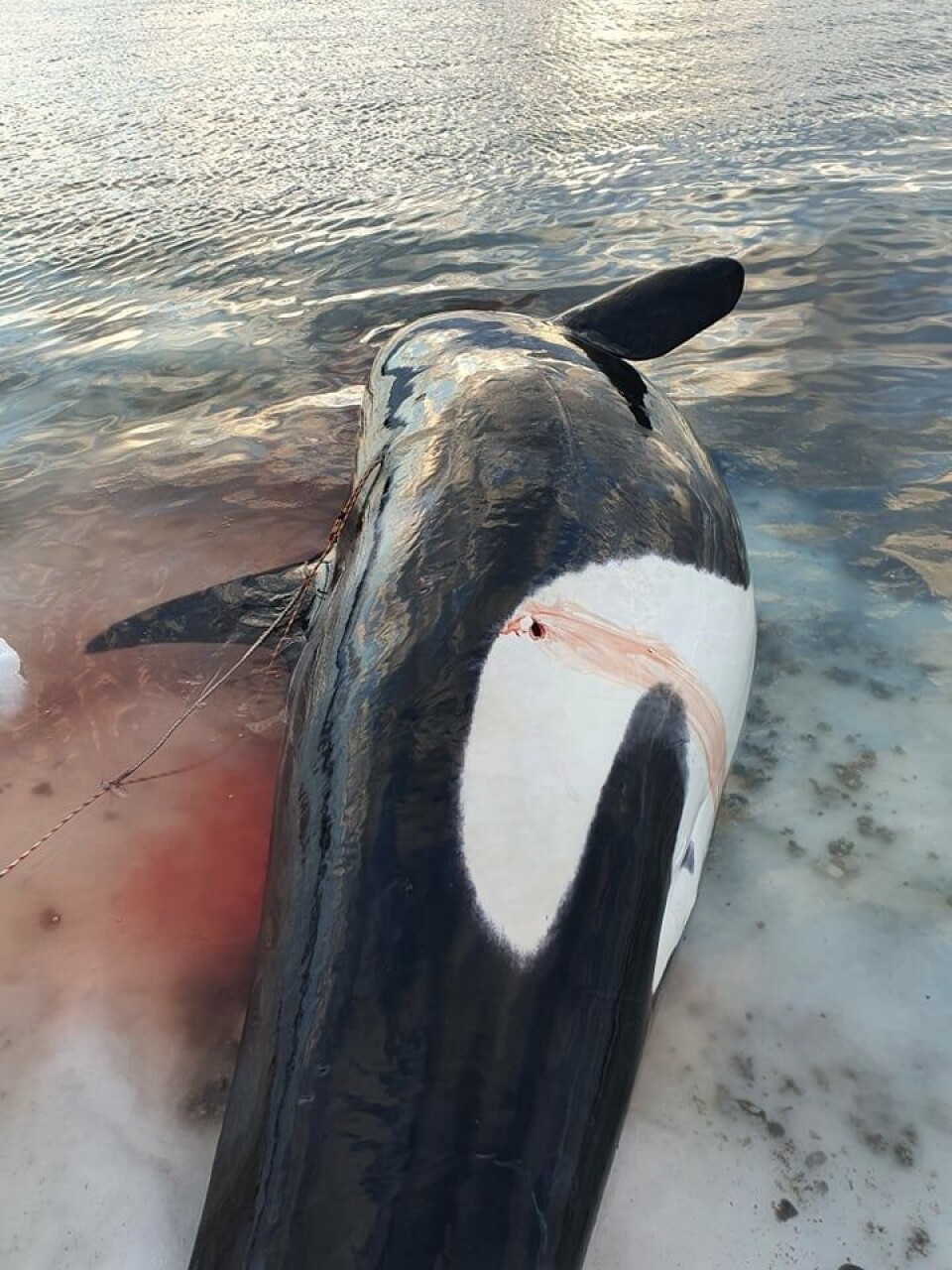 Spækhugger fanget ved Nuuk