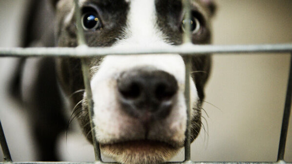 To kamphunde af racen Amstaff, angreb en familiehund i Nuuk så den måtte aflives. Foto: Kaare Smith, Polfoto.