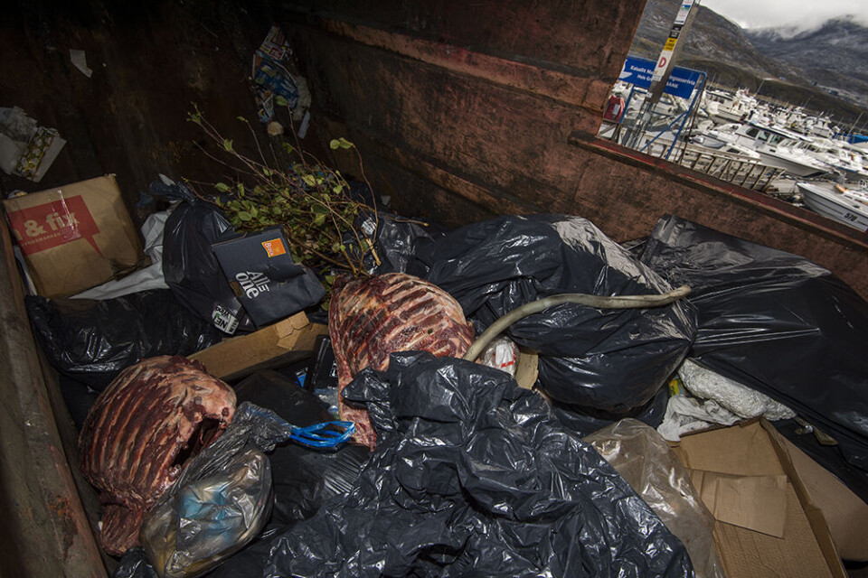 Rensdyrkroppe i en affaldscontainer i Nuuk