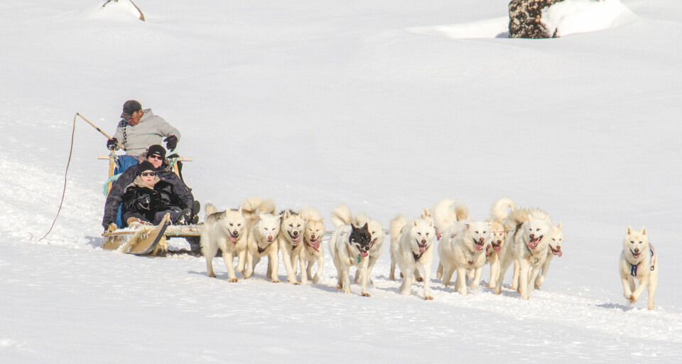 - Vi ved, at turistene er vilde med hundeslæde, fastslår Anette Grønkjær Lings fra Hotel Sisimiut.