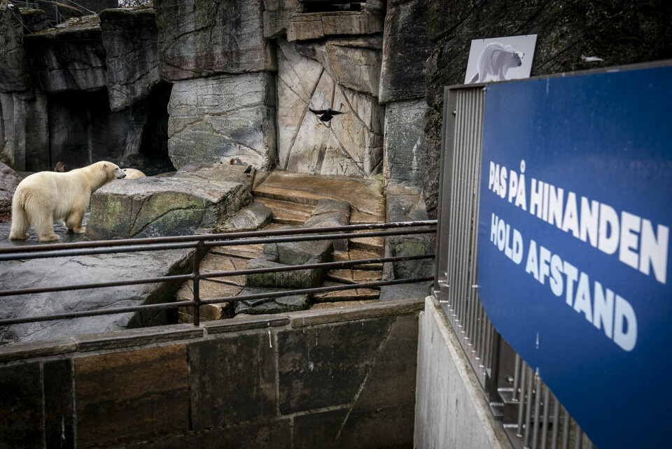 Billlede fra genåbningen af Zoologisk Have i København i marts. Det er fra dette anlæg, at en isbjørn sås sit snit til en uautoriseret udflugt.